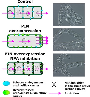 Effect of NPA on auxin transport in tobacco BY-2 cells